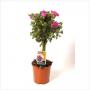 ANISODONTHEA TG H50 P14