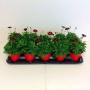 ANTHEMIS rouge ton sur ton H20 P10.5