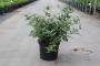 Buddleja davidii blue chip h40-c10l