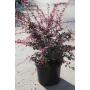 Berberis thunbergii harlequin h60-c10l