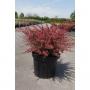 Berberis thunbergii orange dream h40-c10l