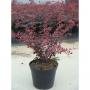Berberis thunbergii rose glow h40-c3.6l