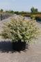 Abelia kaleidoscope h40-c10l
