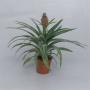 ANANAS corona H40 P12