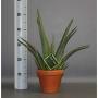 ALOE vera H55 P17-TC