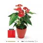 ANTHURIUM rouge 5+FLR H35 P13-CERAM