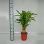 Dracaena massangeana ramif-h90-p24