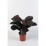 CALATHEA dottie H45 P14