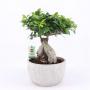 FICUS ginseng H50 CPEØ24-PIERR