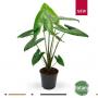 ALOCASIA zebrina H110 P27
