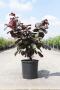 Corylus maxima purpurea h100-c12l
