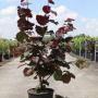 Corylus rode zellernoot h100-c12l