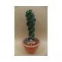 CEREUS jamacaru Spiralis H35 P20