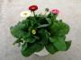 BELLIS perennis 3P H22 P13