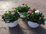 BELLIS Perennis Twins varié dans le pot H20 P17