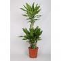 DRACAENA steudner Carrousel H90 P21