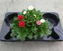 BELLIS perennis Trio Xxl 3P H30 P21