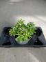 MYOSOTIS mon Ami Xxl 3 couleurs par pot H30 P21