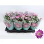 CHRYSANTHEME rainbow Rosy 5P H27 P14