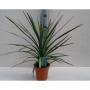 CORDYLINE indivisa Peko H50 P13