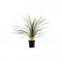 CORDYLINE indivisa Peko H75 P17