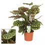CALATHEA makoyana H65 P17
