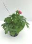 AQUILEGIA en bouton H30 P12