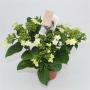 HORTENSIA love Hanabi H40 P14