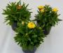 Bracteantha bracteatum h18-p12