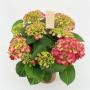 HORTENSIA rouge H40 P14