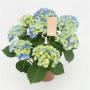 HORTENSIA bleu H40 P14