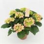 HORTENSIA rose H40 P14