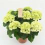 HORTENSIA blanc H40 P14
