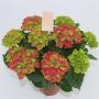 HORTENSIA schloss Wackerbarth H40 P14