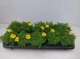 BIDENS H18 P12