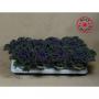 Chou d ornement frisee rge h19-p12