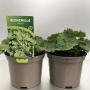 Alchemilla mollis h35-p17