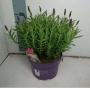 LAVANDULA stoechas Butterfly H35 P17