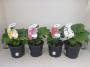 ALCEA rosea H40 P19