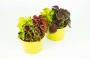COLEUS trio H30 P13
