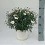 Anthemis blc h45-p19