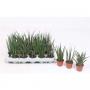 SANSEVIERIA luxe H20 P6