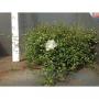 MUEHLENBECKIA H40 CPEØ33