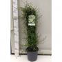 Muehlenbeckia colonn-h60-p17
