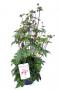 Anemone hupehensis h55-p21