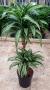 Dracaena jade jewel 45-15-p19