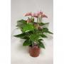 ANTHURIUM joli H60 P17
