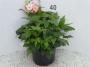 Anemone meristem h40-p23
