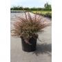 Berberis thunbergii red dream h40-c10l