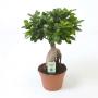 FICUS ginseng H40 P17